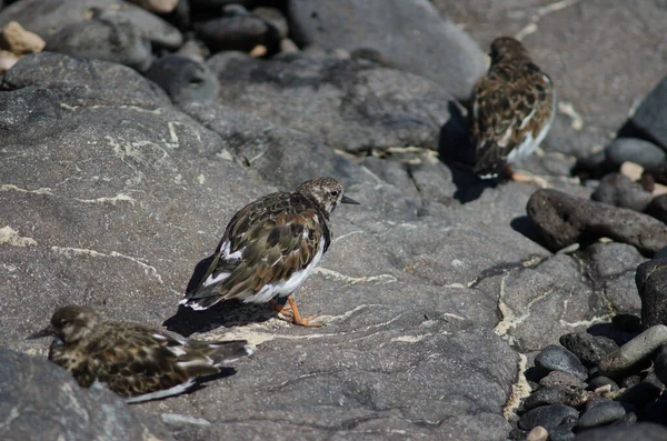 Ruddy Turnstones Arenaria interpreteert in de kust van Arinaga. — Stockfoto