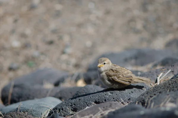 Petite aigrette sur la côte d'Arinaga. — Photo