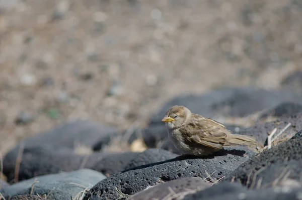 Moineau espagnol juvénile Passer hispaniolensis à Arinaga. — Photo