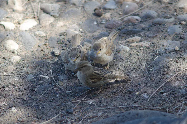 若いスペインの雀が母親に食べ物を頼む. — ストック写真
