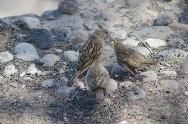 Moineau espagnol femelle nourrir ses poussins. — Photo