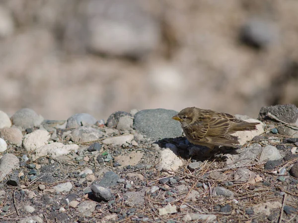 Juvenile Spanish sparrow Passer hispaniolensis in Arinaga. — Stock Photo, Image