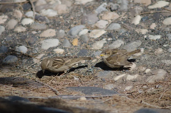 หนุ่มสเปน sparrows Passer hispaniolensis ใน Arinaga . — ภาพถ่ายสต็อก