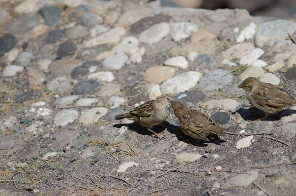 Dişi İspanyol serçesi yavrularını besliyor.