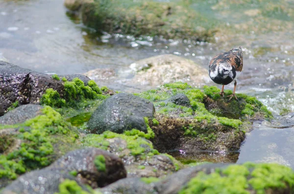 Ruddy Turnstone Arenaria interpres en la costa de Arinaga. — Foto de Stock