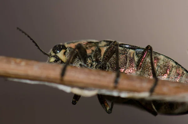 珠虫Buprestis Bertheloti在树枝上 Inagua综合自然保护区 泰姬达大加那利亚加那利群岛 西班牙 — 图库照片