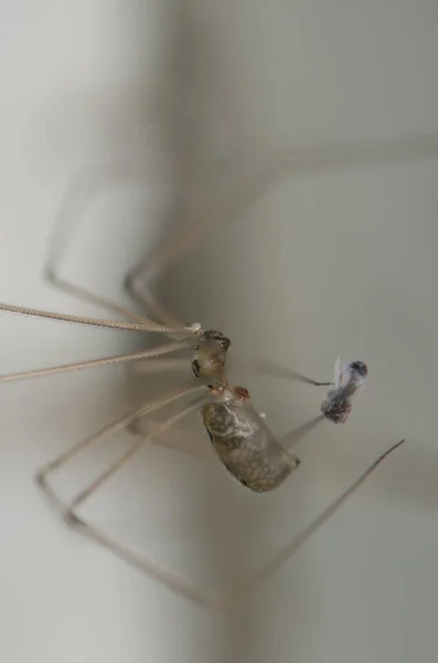Papas langbeinige Spinne umhüllt eine Beute in Seide. — Stockfoto