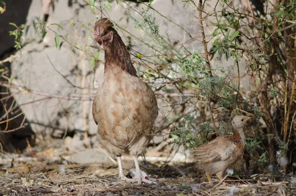 Курица и цыпленок Gallus gallus domesticus. — стоковое фото
