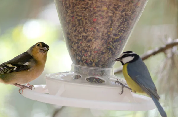 Common chaffinch and African blue tit in a bird feeder. — Stok fotoğraf