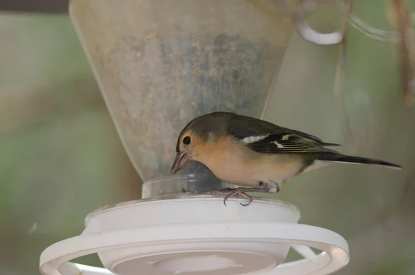 Männliche Buchfinken fressen in einem Vogelfutterhäuschen. — Stockfoto