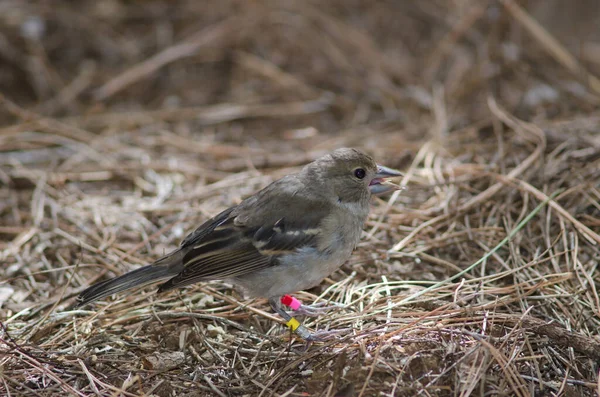 Juvenile Gran Canaria blue chaffinch Fringilla polatzeki. — 스톡 사진