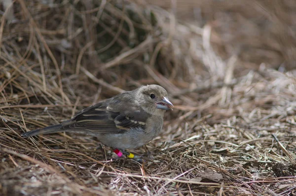 Fiatalkorú Gran Canaria kék chaffinch Fringilla polatzeki. — Stock Fotó