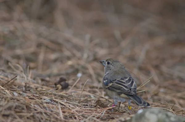 Fiatalkorú Gran Canaria kék chaffinch Fringilla polatzeki. — Stock Fotó