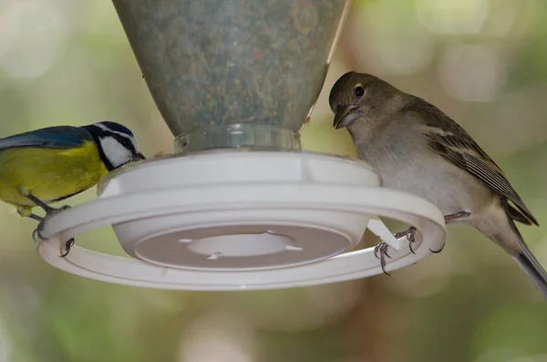 Gran Canaria blue chaffinch and African blue tit in a bird feeder. — Stok fotoğraf