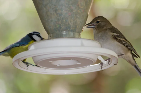 Gran Canaria blue chaffinch and African blue tit in a bird feeder. — Stok fotoğraf