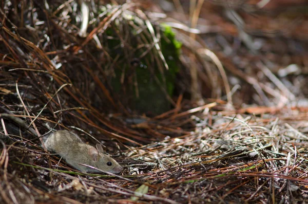Hausmaus auf dem Boden eines Kiefernwaldes. — Stockfoto