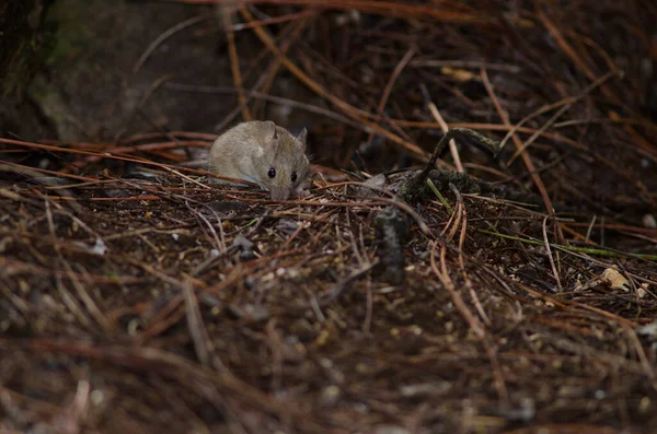 House mouse on the ground of a pine forest. — Stock Photo, Image