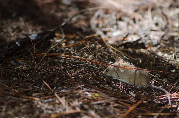 Hus mus på marken av en tallskog. — Stockfoto