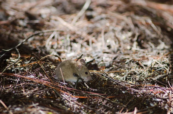家鼠在松林地上吃东西. — 图库照片