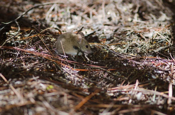 Hausmaus isst auf dem Boden eines Kiefernwaldes. — Stockfoto
