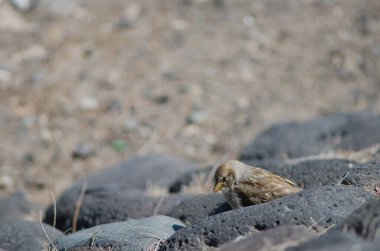 Arinaga 'daki İspanyol serçesi Passer hispaniolensis. Aguimes. Büyük Kanarya. Kanarya Adaları. İspanya.