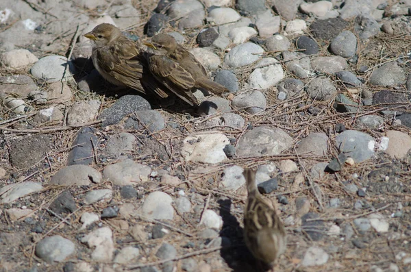 Samica Hiszpańskiego Wróbla Passer Hispaniolensis Pisklętami Arinaga Aguimes Gran Canaria — Zdjęcie stockowe