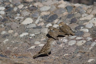 Dişi İspanyol serçesi Passer Hispaniolensis ve yavruları. Arinaga. Aguimes. Büyük Kanarya. Kanarya Adaları. İspanya.