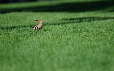 Avrasya Hupoe Upupa 'sı bir bahçede. Maspalomalar. San Bartolome de Tirajana. Büyük Kanarya. Kanarya Adaları. İspanya.