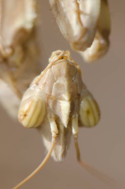 Şeytan çiçeğinin başı Peygamberdevesi Blepharopsis mendica.