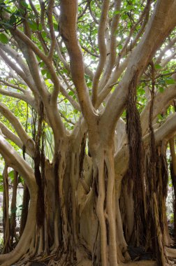 İncir bitkisi Ficus vasta Botanik Bahçesi Viera y Clavijo.
