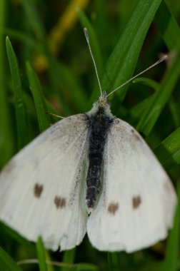 Dişi küçük beyaz Pieris çimlerin üzerinde rapae yapıyor..
