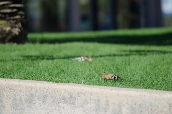 Hoopoes Eurasiáticos Upupa Epops Busca Comida Jardín Maspalomas San Bartolomé —  Fotos de Stock