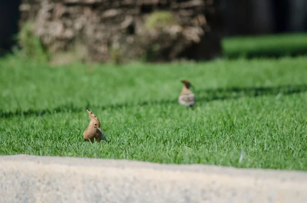 Eurasiatiska Hoopoes Upupa Epops Trädgård Maspalom San Bartolome Tirajana Gran — Stockfoto