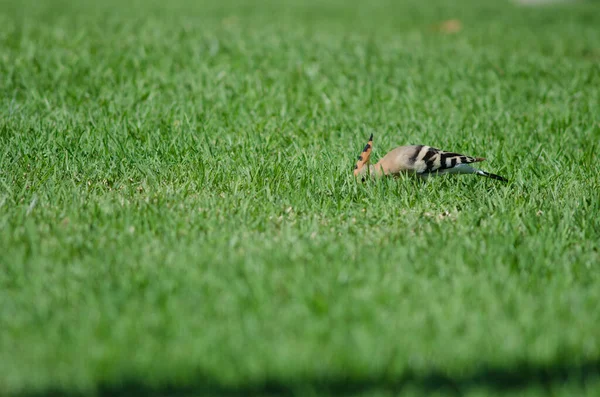 Hoopoe eurasiático Upupa epops en busca de alimentos. — Foto de Stock