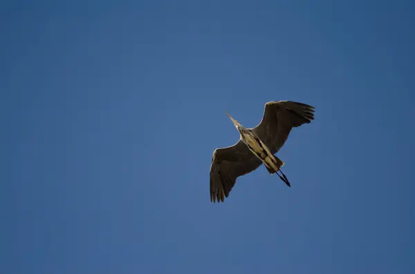 Vista inferior de una garza gris en vuelo. — Foto de Stock