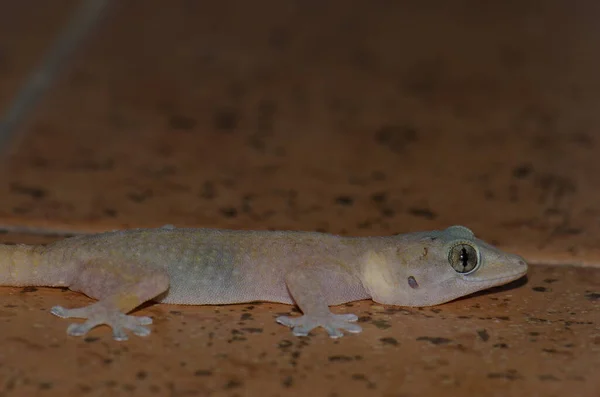 Boettgers ściana gecko w Cruz de Pajonales. — Zdjęcie stockowe