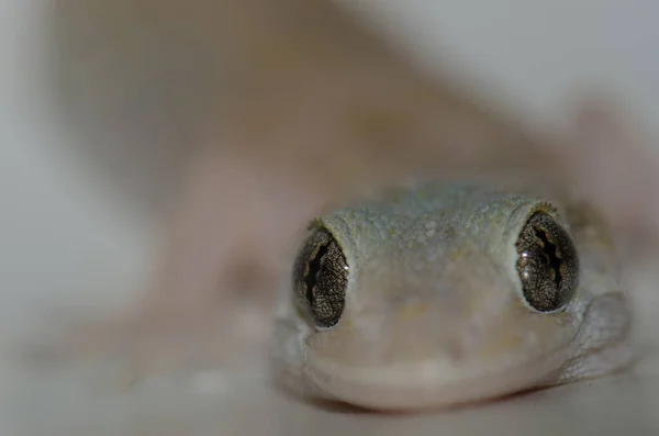 Cruz de Pajonales的Boettgers wall gecko. — 图库照片