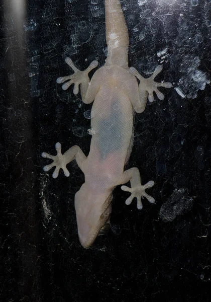 Boettgers wall gecko on a window glass. — 图库照片