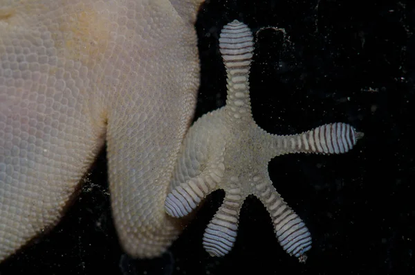 Perna e dedos dos pés de um Boettgers parede gecko em um vidro de janela. — Fotografia de Stock