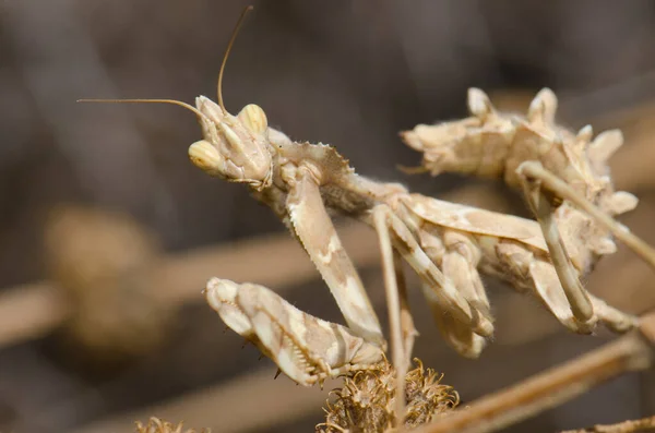 Visão de perto de um mantis de flor de diabos. — Fotografia de Stock