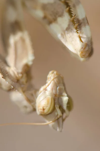 Head of a devils flower mantis Blepharopsis mendica. — Stock Photo, Image