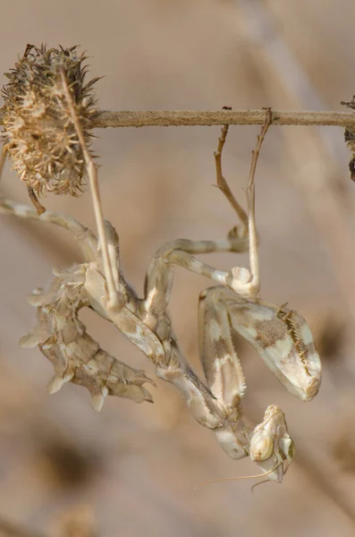 Mantide di fiore di diavoli su un gambo d'impianto. — Foto Stock