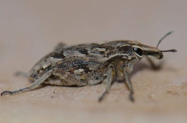 Widok z bliska prawdziwego chrząszcza Coniocleonus excoriatus. — Zdjęcie stockowe
