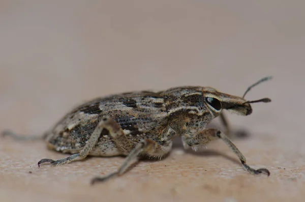 Close-up άποψη ενός πραγματικού weevil Coniocleonus excoriatus. — Φωτογραφία Αρχείου