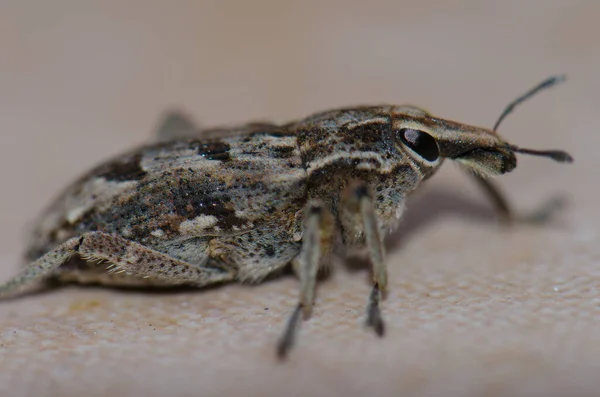 Pandangan dekat dari seorang weevil sejati Coniocleonus excoriatus. — Stok Foto