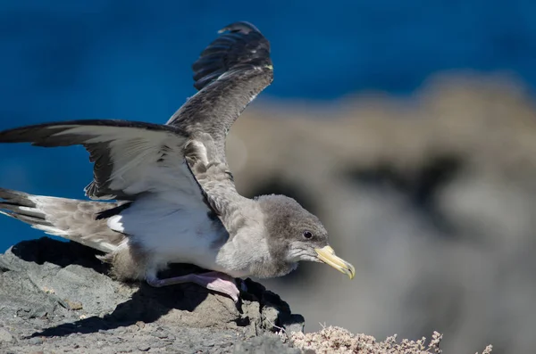 Jovens Corys shearwater preparando-se para voar. — Fotografia de Stock