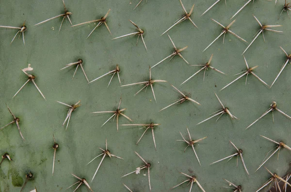 Detail of a pad of the cactus Opuntia streptacantha. — Stock Photo, Image