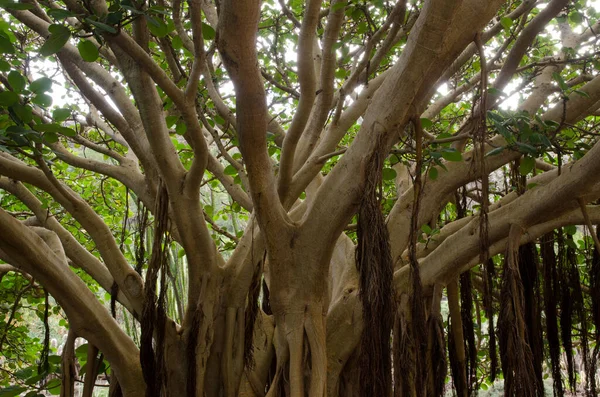 Fig planta Ficus vasta no Jardim Botânico Viera y Clavijo. — Fotografia de Stock