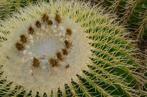 Canna d'oro cactus Echinocactus grusonii nel Giardino Botanico Viera y Clavijo. — Foto Stock