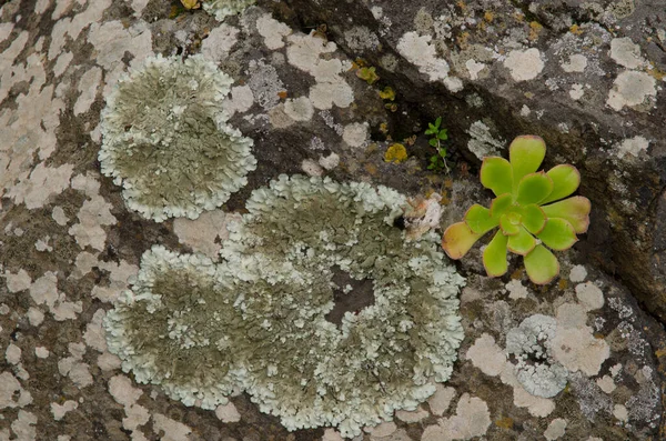 Lichens and plant Aeonium undulatum on a rock. — Stock Photo, Image